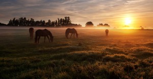 feeding-a-horse-with-laminitis.jpg