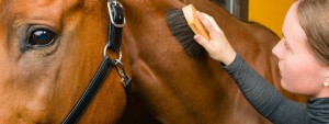 grooming_tips_brl_equine_298d5f63-807f-487a-874c-450fe1da1a1f_2048x.jpg